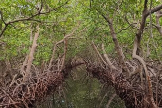 Roatan Mangrove Tour – East End Adventure